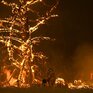 На восстановление Австралии понадобится 100 лет