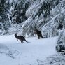 В первые дни лета Австралию засыпало снегом