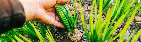Приморских дачников приглашают на экскурсии