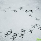 Приморье накрыл снежный циклон