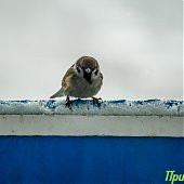 Приморье накрыл снежный циклон