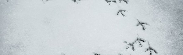 Приморье накрыл снежный циклон