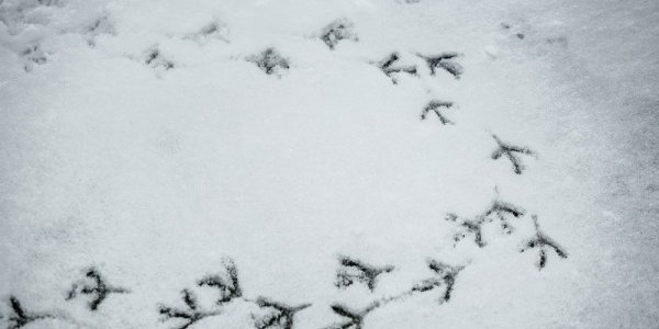 Приморье накрыл снежный циклон