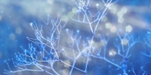 В Приморье наступают очередные морозы