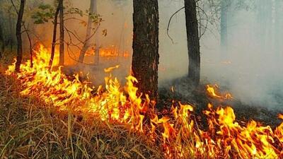 Уровень пожароопасности леса нарастает в Приморье