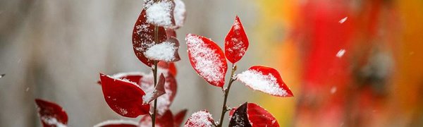 Зима близко: в Приморье образовался первый снежный покров