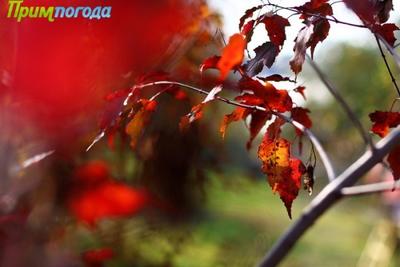 Выходные дни в Приморье будут холодными