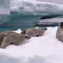 Пятнистые тюлени из Приморья заводят потомство