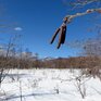 Январь в Сихотэ-Алинском заповеднике: морозный и бесснежный