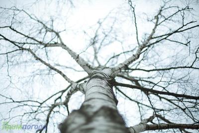 Дожди и небольшое похолодание: погода в Приморье на 28 марта