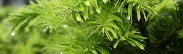 Дождливая погода испортит выходные в Приморье