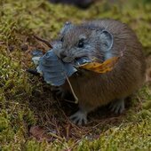 Октябрь в Сихотэ-Алинском заповеднике – время листопада