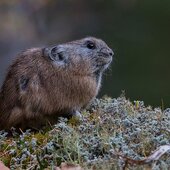 Октябрь в Сихотэ-Алинском заповеднике – время листопада