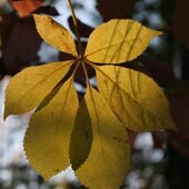 Октябрь в Сихотэ-Алинском заповеднике – время листопада
