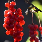 Октябрь в Сихотэ-Алинском заповеднике – время листопада