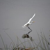 Октябрь в Сихотэ-Алинском заповеднике – время листопада