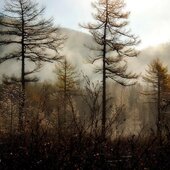 Октябрь в Сихотэ-Алинском заповеднике – время листопада