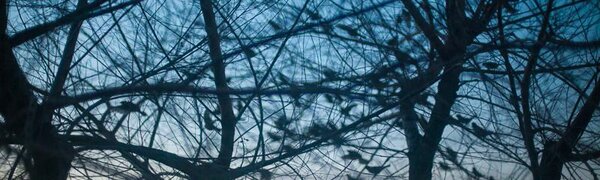 В ночные часы морозы во Владивостоке усилятся до −14 °C