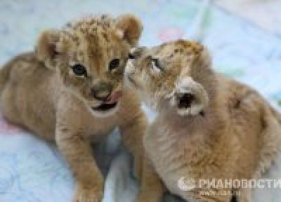 Африканские львята появились на свет в 35-градусные морозы(ФОТО)