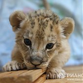Африканские львята появились на свет в 35-градусные морозы(ФОТО)
