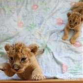 Африканские львята появились на свет в 35-градусные морозы(ФОТО)