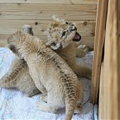 Африканские львята появились на свет в 35-градусные морозы(ФОТО)