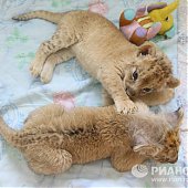 Африканские львята появились на свет в 35-градусные морозы(ФОТО)