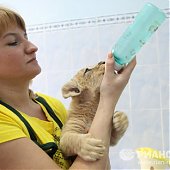 Африканские львята появились на свет в 35-градусные морозы(ФОТО)