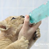 Африканские львята появились на свет в 35-градусные морозы(ФОТО)