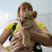 Африканские львята появились на свет в 35-градусные морозы(ФОТО)