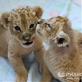 Африканские львята появились на свет в 35-градусные морозы(ФОТО)