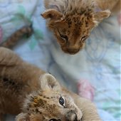 Африканские львята появились на свет в 35-градусные морозы(ФОТО)