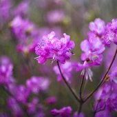 Во Владивостоке отметили День рододендрона