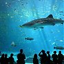 Первые экскурсии в Приморском океанариуме пройдут в мае 2016