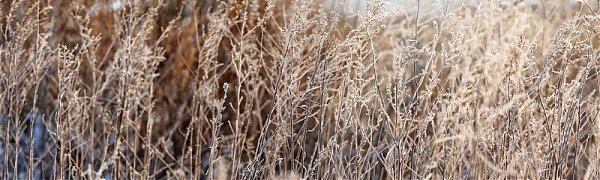 Выходные в Приморье будут морозными, возможен небольшой снег