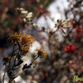 Во Владивостоке снова тепло (ФОТО)