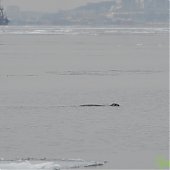 В зимнем Владивостоке снова гостят пестрые ларги