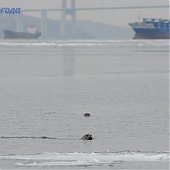 В зимнем Владивостоке снова гостят пестрые ларги