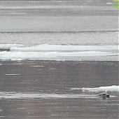 В зимнем Владивостоке снова гостят пестрые ларги