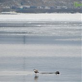В зимнем Владивостоке снова гостят пестрые ларги