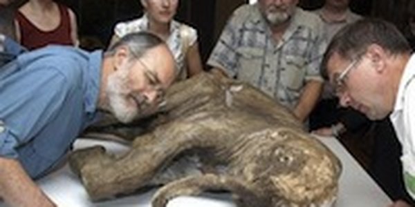 Мамонтенок Люба вызвала ажиотаж в Гонконге
