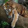 WWF: Видов животных, которым грозит исчезновение, в России нет