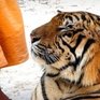 Крупнейший в мире заповедник тигров появился в Мьянме
