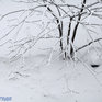 Первый декабрьский снег