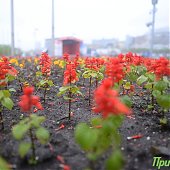 До конца рабочей недели в Приморье сохранится дождливая погода