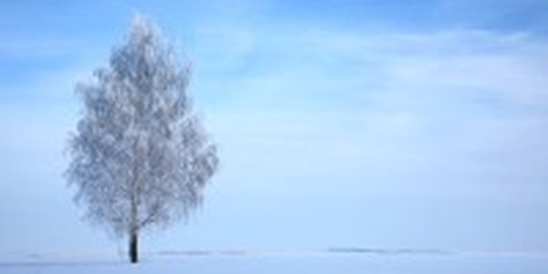 Теплой и бесснежной оказалась первая декада февраля