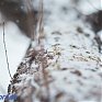 В среду в Приморье продолжит идти небольшой снег