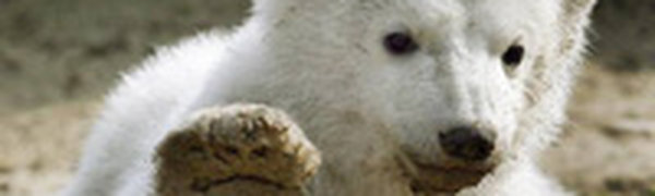 Памятник белому медведю появился в Берлинском зоопарке