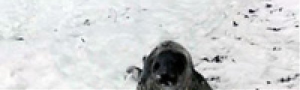 В норвежской роще нашли тюленя