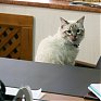 Екатеринбургский кот-политик провел встречу с мэром